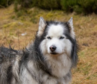Sibirya Husky 'si yarışmayı bekliyor