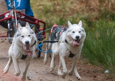 Aviemore 'da Sibirya Husky takımı yarışıyor