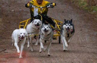 Aviemore 'da Sibirya Husky takımı yarışıyor