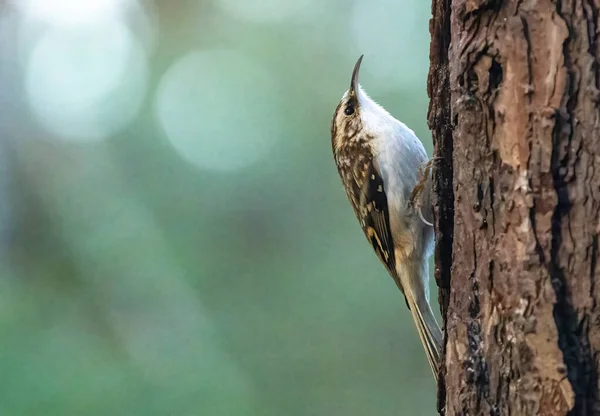 Albero Rampicante Uccello Sulla Corteccia Scozzese Cairngorms — Foto Stock