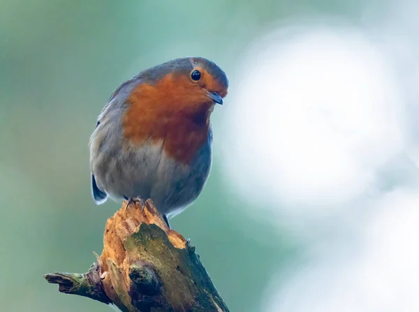 Robin Red Breast Looking Resplendent — Stock Photo, Image