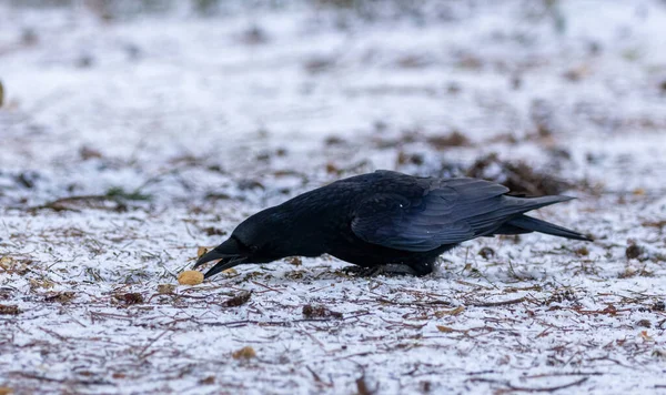 Corbeau Dans Neige Avec Une Noix — Photo