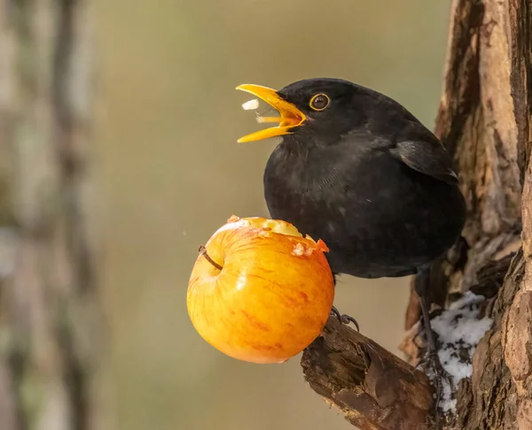 Schwarzer Vogel Genießt Einen Apfel — Stockfoto