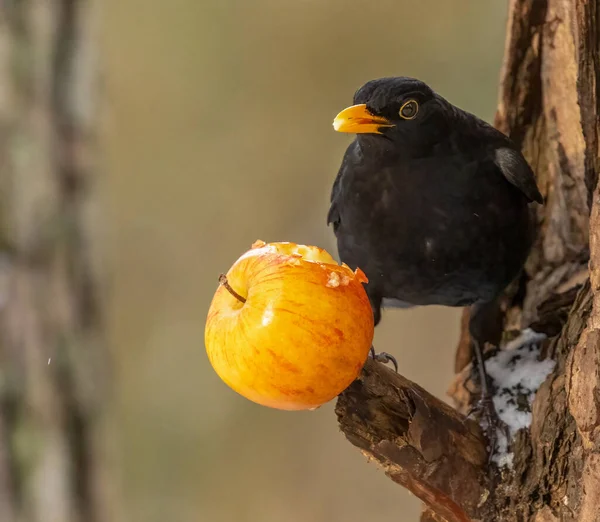 Schwarzer Vogel Genießt Einen Apfel — Stockfoto