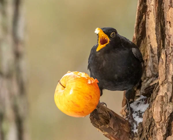 喜欢吃苹果的黑鸟 — 图库照片