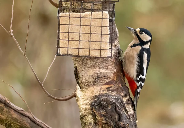 stock image Great spotted woodpecker in the forest