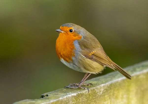 Robin Red Breast Looking Resplendent — Stock Photo, Image