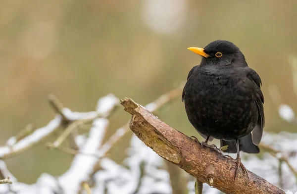 Schwarzer Vogel Sitzt Auf Baum — Stockfoto
