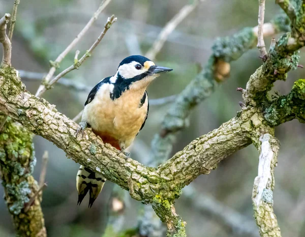 Great Spotted Woodpecker Forest — Stock Photo, Image