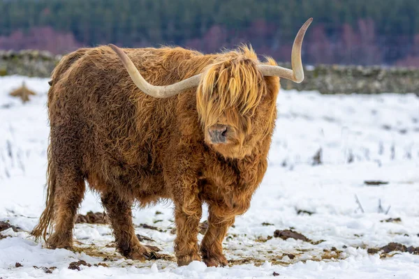 Αγελάδα Στον Ήλιο Στα Υψίπεδα Της Σκωτίας — Φωτογραφία Αρχείου