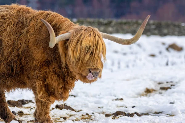 Αγελάδα Στον Ήλιο Στα Υψίπεδα Της Σκωτίας — Φωτογραφία Αρχείου