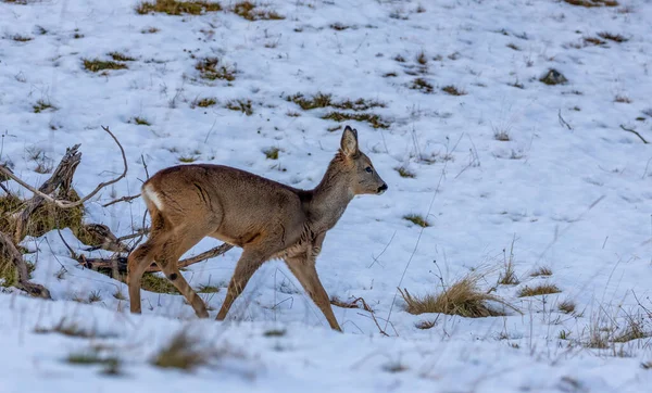 雪の中の若い色の鹿 — ストック写真