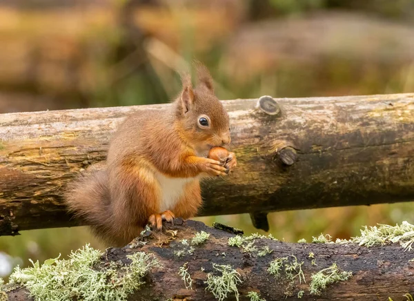 Red Squirrel Woods — Stock Photo, Image