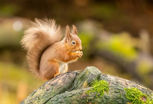 Red Squirrel Woods — Stock Photo, Image