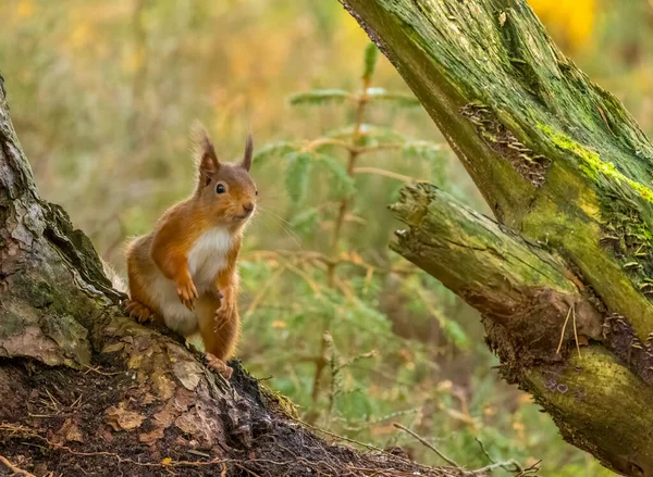 红松鼠在森林里 — 图库照片