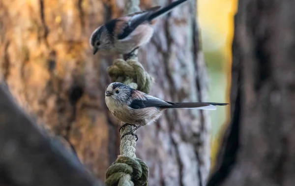 Very Cute Long Tailed Tit Birds Sitting Rope — Φωτογραφία Αρχείου