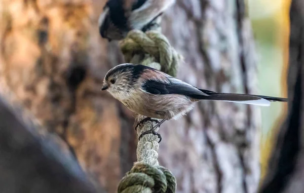 Very Cute Long Tailed Tit Birds Sitting Rope — Fotografia de Stock