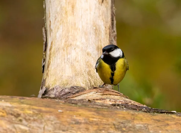 Crested Tit Bird Loch Garten Scotland — Fotografia de Stock