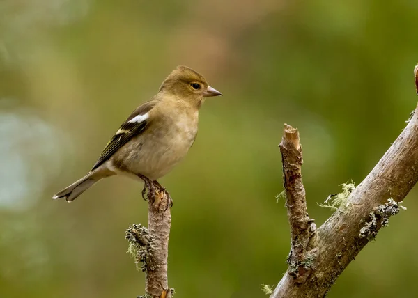 Close Female Chaffinch Bird Perched Branch — Stock Photo, Image