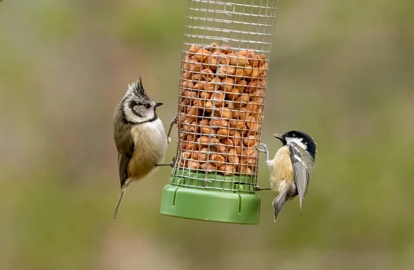 Scottish Crested Tit Coal Tit Sharing Peanut Bird Feeder — Φωτογραφία Αρχείου