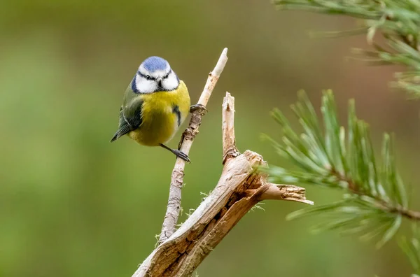 Blue Tit Bird Loch Garten Scotland — Stock Photo, Image