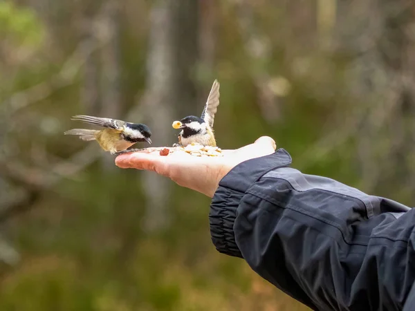 Ormanda Küçük Kuşları Elleriyle Besleyen Bir Kadın — Stok fotoğraf