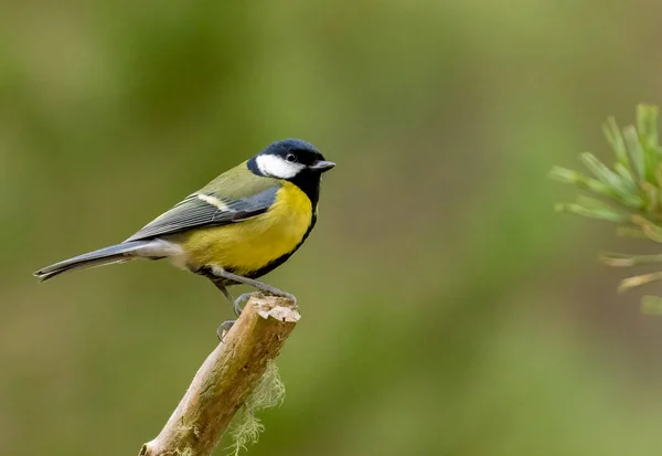 Crested Tit Bird Loch Garten Scotland — Zdjęcie stockowe