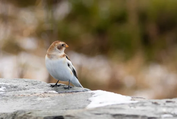 Snow Bunting Bird Cairngorm National Park — Stock Photo, Image