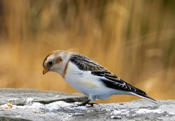 Снежная Птица Национальном Парке Кернгорм — стоковое фото