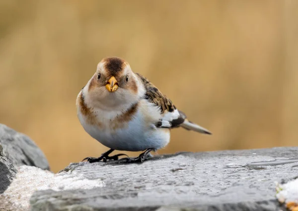 カーンゴル国立公園の雪の鳥 — ストック写真