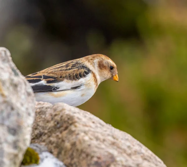 Bruant Des Neiges Oiseau Parc National Cairngorm — Photo