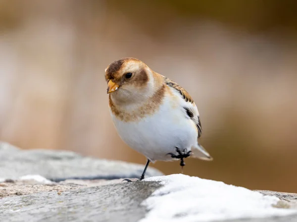Snow Bunting Uccello Parco Nazionale Cairngorm — Foto Stock