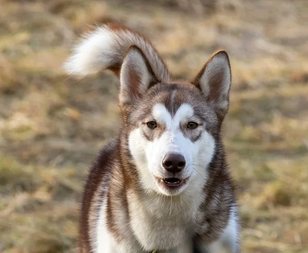 Husky Siberiano Esperando Para Correr — Fotografia de Stock