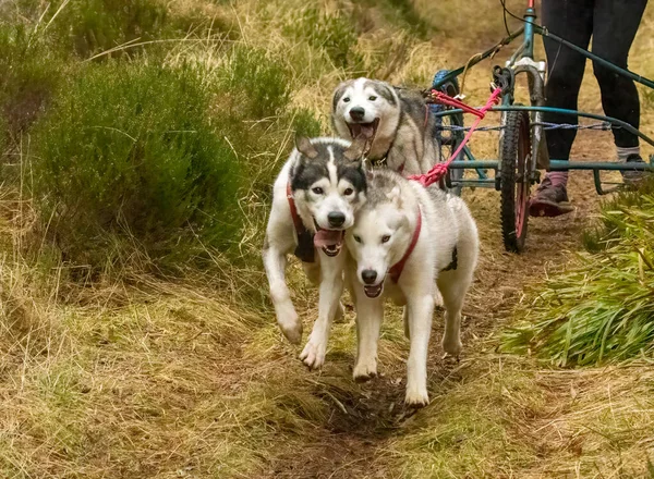 Siberian Husky Team Beim Rennen Aviemore — Stockfoto