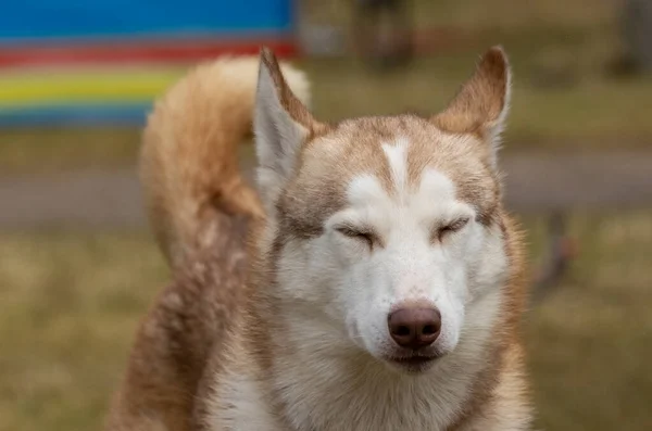 Siberian Husky Waiting Race — Stock Photo, Image