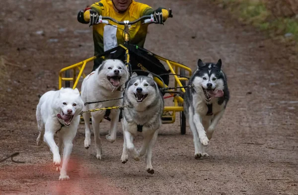 Siberian Husky Team Racing Aviemore — Stock Photo, Image