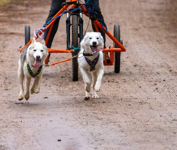 Siberian Husky team racing in Aviemore
