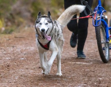 Sibirya Husky 'si yarışmayı bekliyor