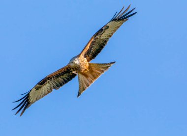 Red kite catching the sunlight