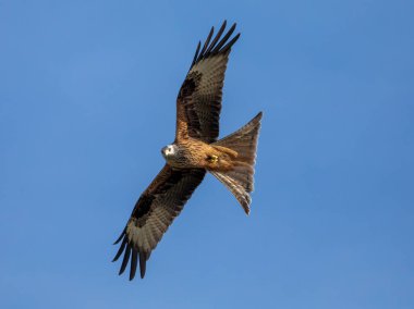 Yazın İskoçya 'daki Afrika' dan Osprey