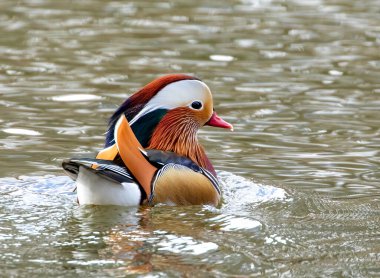 Gölde erkek mandalina ördeği