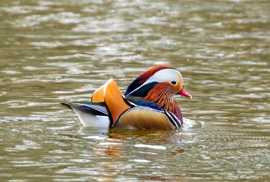 Gölde erkek mandalina ördeği