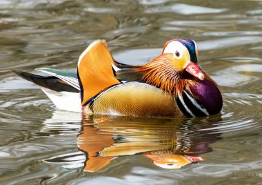 Gölde erkek mandalina ördeği