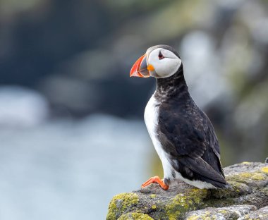 Martı Herma Ness, Shetland 'da