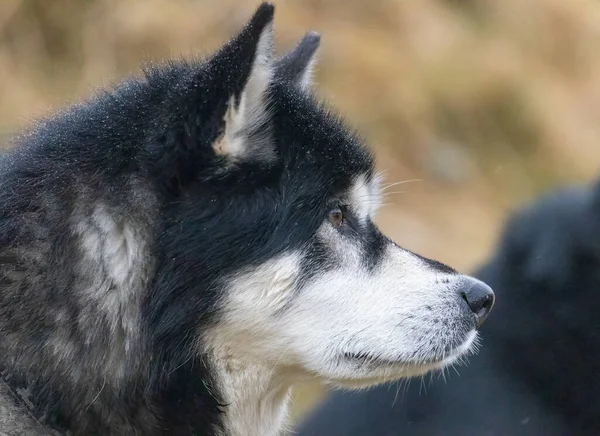 Husky Siberiano Esperando Para Correr — Fotografia de Stock