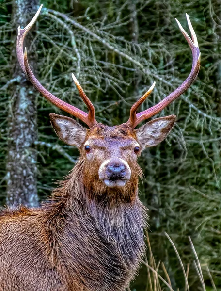 Cervo Negli Altopiani Della Scozia — Foto Stock