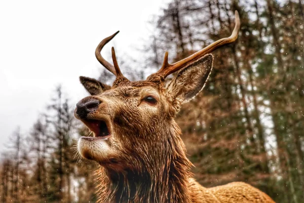 Stag Highlands Scotland — Stock Photo, Image