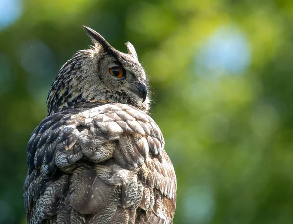 Vista Panorámica Hermoso Pájaro Búho Águila Naturaleza Con Hermoso Fondo —  Fotos de Stock