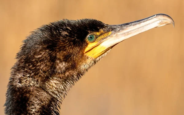Cormorant Bird Natural Habitat — Stock Photo, Image