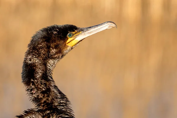Kormoranvogel Natürlichem Lebensraum — Stockfoto